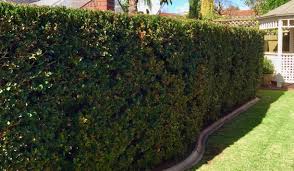 Maybe you would like to learn more about one of these? Hedge Trimming