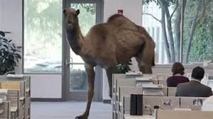 Geico Camel Blank Template Imgflip