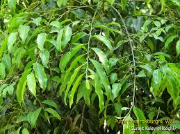 Image result for Putranjivaceae