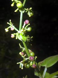Image result for Rubia cordifolia