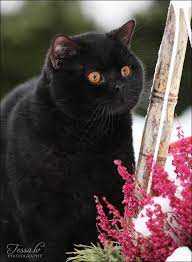 45 Ideas De Black British Short Hair Gatos Felinos Gatitos Lindos