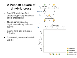 Monohybrid & dihybrid punnett square activity. What About Two Traits Dihybrid Crosses Ppt Video Online Download