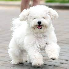 Look at pictures of bichon frise puppies in los angeles who need a home. 1 Bichon Frise Puppies For Sale In Los Angeles Ca