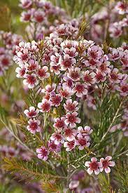 Large Waxflower Chamelaucium Megalopetalum By Melva Vivian Garden Plants Design Dried Flowers Water Wise Plants