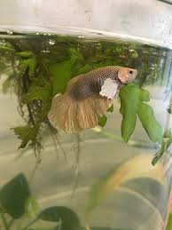 They are small and colorful fish with striking personalities. My Betta Suddenly Grew A Bulge On His Side How Do I Fix This Bettafish