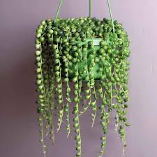 Species of flowering plant in the daisy family asteraceae. Senecio Rowleyanus String Of Pearls Clarenbridge Garden Centre