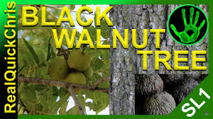 Black walnuts and common walnuts, or english walnuts, are similar in taste and appearance. Identifying A Black Walnut Tree And Eating The Nuts Youtube