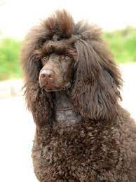 It is safe for dogs to eat cream cheese but only in small portions. Jennifer Greer Ahimsajenn Profile Pinterest