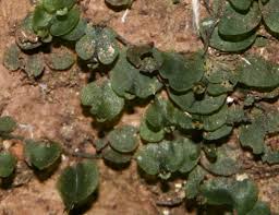 Image result for Didymoglossum
