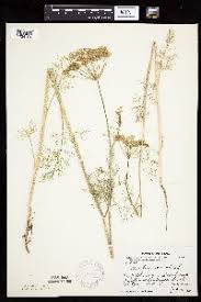 Image result for Afrosciadium rhodesicum