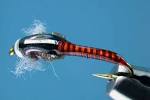 Chironomids, Entomology.<a name='more'></a> Fly Fishing Philip Rowley - Phil Rowley