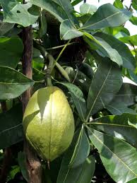 Image result for Pachira glabra