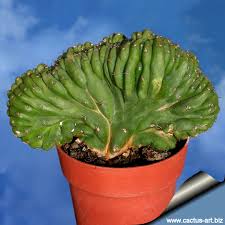 They grow especially fast and fragrant around although san pedro cactus loves sun, overexposure to direct sunlight might lead to severe sunburn damage. Trichocereus Pachanoi Forma Cristata