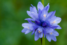 Plant in full sun or partial shade. Free Photo Blue Flowers Blooming Blue Flower Free Download Jooinn