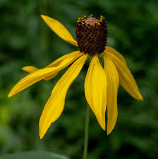 Image result for Cineraria pinnata