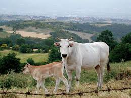 A majority of the breed are light. Chianina Wikipedia