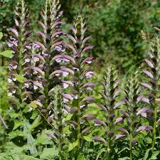 Image result for Acanthus
