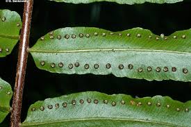 Image result for Nephrolepis biserrata