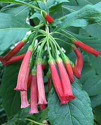 Image result for Iochroma