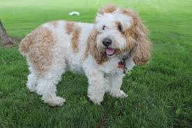 Very exciting and very happy! How Much Is A Cockapoo Buying Price Cost Of Care Uk Pets