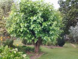 We did not find results for: Black Mulberry Morus Nigra Tree Nursery Uk Fast Uk Delivery