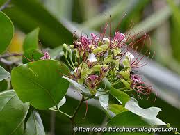 Image result for Intsia