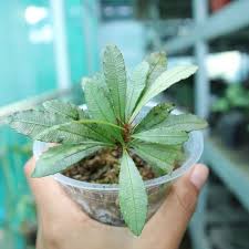 Image result for Sauvagesia