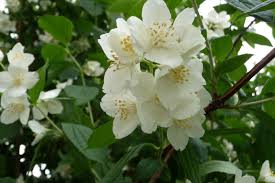 Pfeifenstrauch Bauernjasmin Philadelphus Coronarius Pfeifenstrauch Garten Der Ruhe Gartenstauden