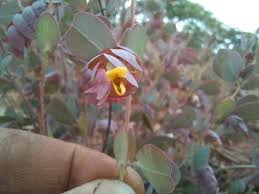 Image result for Humularia