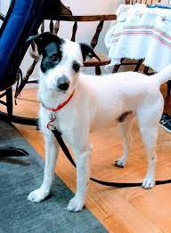 Mongrel Wikipedia
