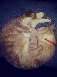 Monica goes on a date with rachel's ex from high. My Cat Leon Just Injured His Leg An Hour Ago We Re Not Sure If It S Broken Or Not But We Re On Our Way To The Vet Please Wish My Old Buddy Luck