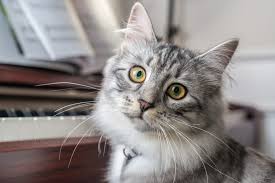 8 month old kitten (utica ). Siberian Cat Facts