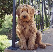 How Adorable I Want Him Cute Puppies Australian Labradoodle Cute Dogs