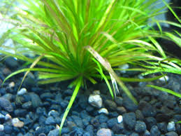 Image result for Blyxa