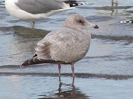 Image result for Glinus hirtus