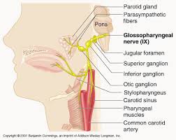 Pin By Katie Damron On Neurology Glossopharyngeal Nerve Cranial Nerves Nervous System Anatomy