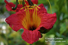 Image result for Fernandoa magnifica