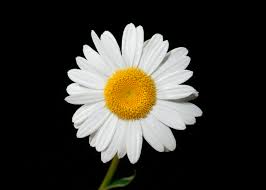Daisy's are composite flowers, meaning that they actually consist of two flowers combined into one. Leucanthemum Wikipedia