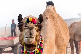 Camels are herbivores, they most commonly eat grasses and desert plants, although there are stories of camels consuming tents and just about anything else around. Among The Camels And Horses Pushkar Fair India Ursula S Weekly Wanders