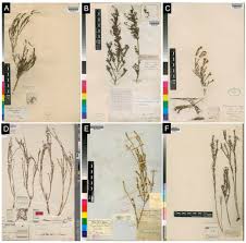 Image result for Thesium multiramulosum