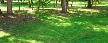 The fact that palmetto turfgrass does so well in the shade is. Best Sod For Shady Areas In Your Lawn And How To Make Sure It Grows