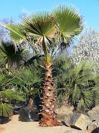 Despite the obstacles, palm trees can thrive in houston. Mexican Fan Palm Tree Cold Hardy Palm Trees Palm Tree Pictures Palm Trees For Sale