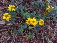 Image result for Aspilia africana