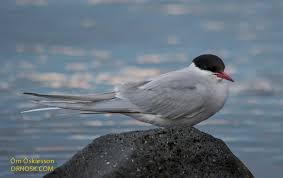 Image result for Canscora kirkii