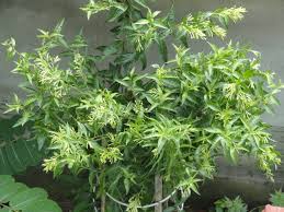 Night blooming jasmine ll how to grow faster and care night blooming jasmine ll raat ki rani plant #easyhome gardening. The Night Blooming Jasmine Terra Farmer