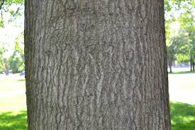 Image result for Quercus palustris