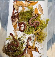 Image result for Erythrococca atrovirens