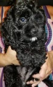 Maybe you would like to learn more about one of these? Cockapoo Puppies In Iowa For Sale Top 5 Breeders 2021 We Love Doodles