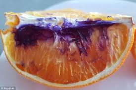 Bosch pfs 5000 e rengöring. Mystery Solved Scientists Explain How Citrus Fruit Changed Colour After It Was Chopped Up Daily Mail Online