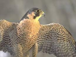 Sleek, nimble and unspeakably fast, this icon of the arctic can be found in colorado during its migration. Peregrine Falcon